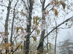 Prunus transarisanensis