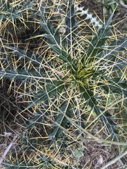 Ptilostemon hispanicus