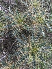 Ptilostemon hispanicus