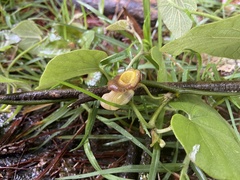 Aristolochia shimadae