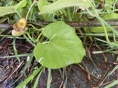 Aristolochia shimadae