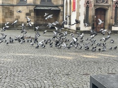 Columba livia domestica