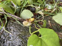 Aristolochia shimadae