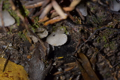 Pseudohydnum orbiculare