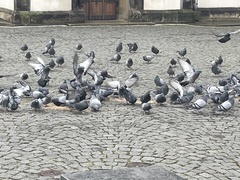Columba livia domestica