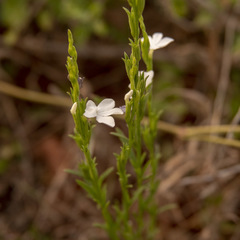 Striga asiatica