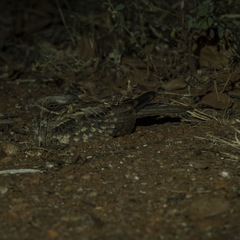 Caprimulgus asiaticus