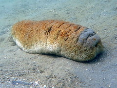 Holothuria fuscopunctata