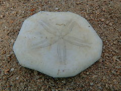 Jacksonaster depressum