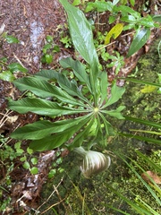 Arisaema consanguineum