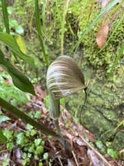 Arisaema consanguineum