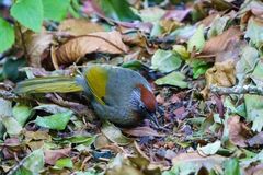 Trochalopteron melanostigma