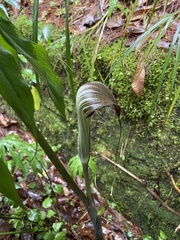 Arisaema consanguineum