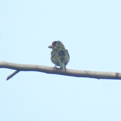 Psilopogon malabaricus