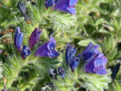 Echium sabulicola