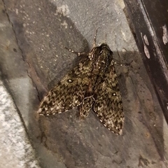 Dolbina tancrei