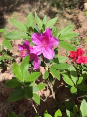 Rhododendron pulchrum phoeniceum