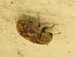 Chaetoptelius mundulus