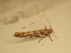Pyroderces aellotricha