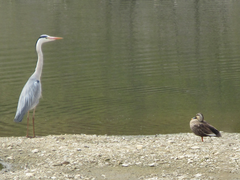 Ardea cinerea