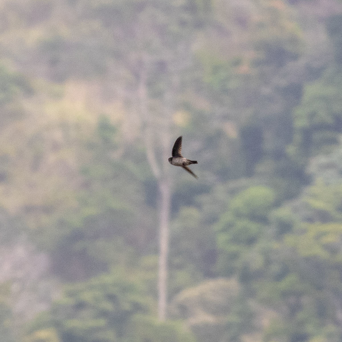 Indian Swiftlet illustration