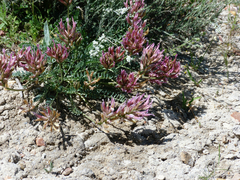 Astragalus incanus
