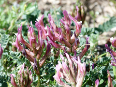 Astragalus incanus