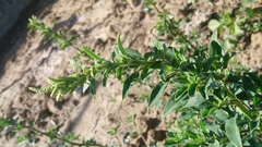 Chenopodium acuminatum
