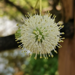 Cephalanthus tetrandra