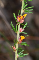 Pultenaea microphylla