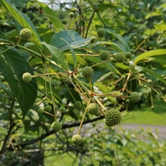 Cephalanthus tetrandra