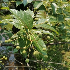 Cephalanthus tetrandra