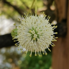 Cephalanthus tetrandra