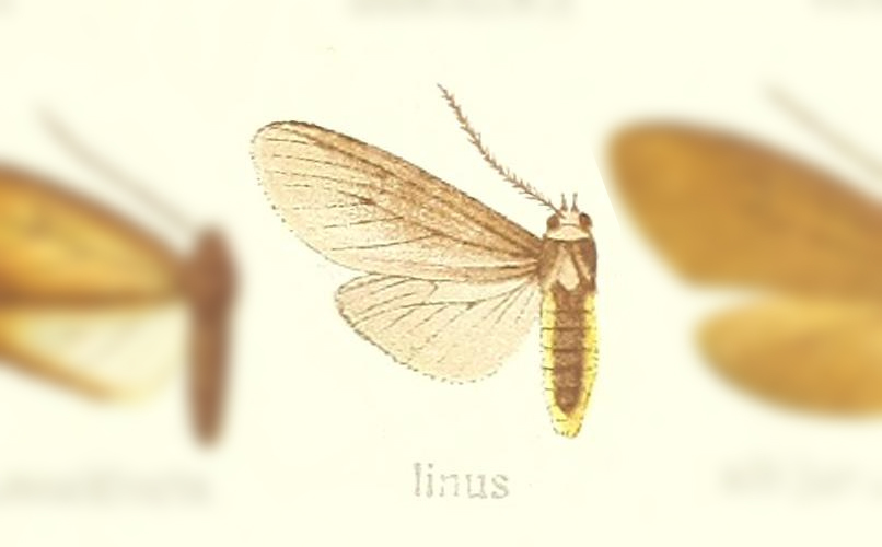 Opharus linus
