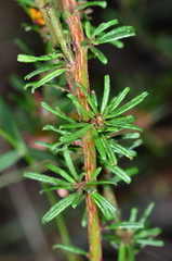 Pultenaea microphylla