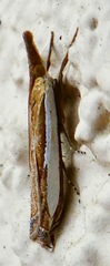 Crambus sperryellus