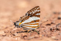 Dodona deodata