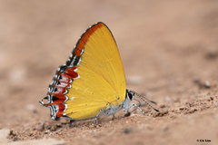Heliophorus epicles