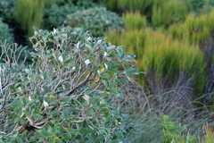 Macrolearia colensoi
