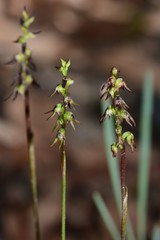 Genoplesium despectans