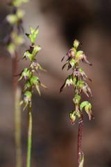 Genoplesium despectans