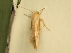 Stathmopoda skelloni