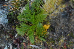 Aciphylla dissecta