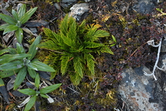 Aciphylla dissecta