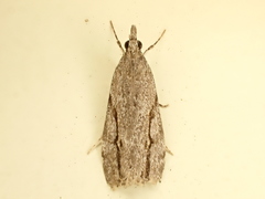 Eudonia bisinualis
