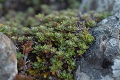 Anaphalioides bellidioides