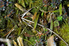 Astelia linearis