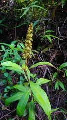 Nepenthes ampullaria
