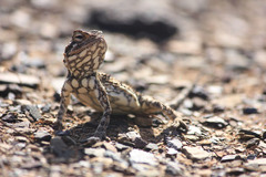 Agama hispida
