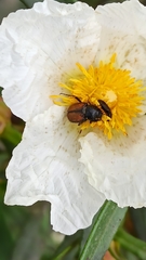 Chasmatopterus